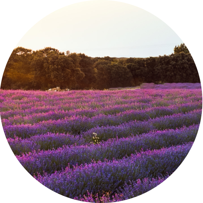 Lavender field